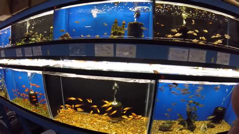 House of tropicals - The House of Tropicals brings you top quality tropical fish at a reasonable price since 1967. We have over 750 aquariums holding well over 1,000 …